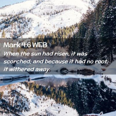 Picture 02 - Mark 4:6 WEB - When the sun had risen, it was scorched; and - Bible Verse Picture