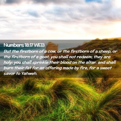 Picture 02 - Numbers 18:17 WEB - But the firstborn of a cow, or the firstborn of a - Bible Verse Picture