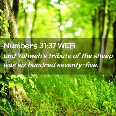 Picture 02 - Numbers 31:37 WEB - and Yahweh's tribute of the sheep was six hundred - Bible Verse Picture
