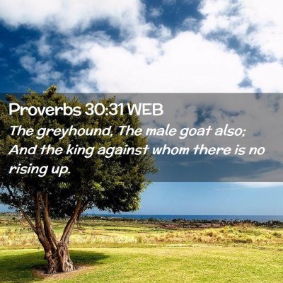 Picture 02 - Proverbs 30:31 WEB - The greyhound, The male goat also; And the king - Bible Verse Picture