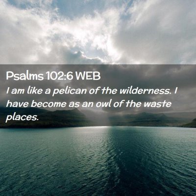 Picture 02 - Psalms 102:6 WEB - I am like a pelican of the wilderness. I have - Bible Verse Picture