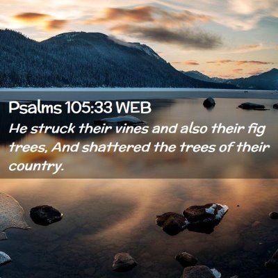Picture 02 - Psalms 105:33 WEB - He struck their vines and also their fig trees, - Bible Verse Picture