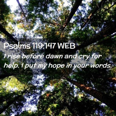 Picture 02 - Psalms 119:147 WEB - I rise before dawn and cry for help. I put my - Bible Verse Picture