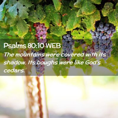 Picture 02 - Psalms 80:10 WEB - The mountains were covered with its shadow. Its - Bible Verse Picture
