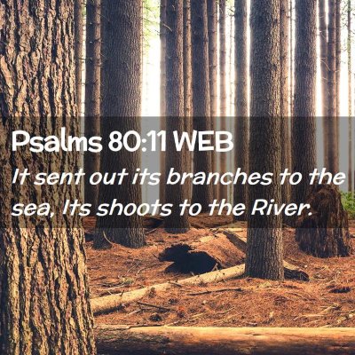 Picture 02 - Psalms 80:11 WEB - It sent out its branches to the sea, Its shoots - Bible Verse Picture
