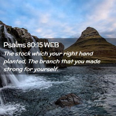 Picture 02 - Psalms 80:15 WEB - The stock which your right hand planted, The - Bible Verse Picture