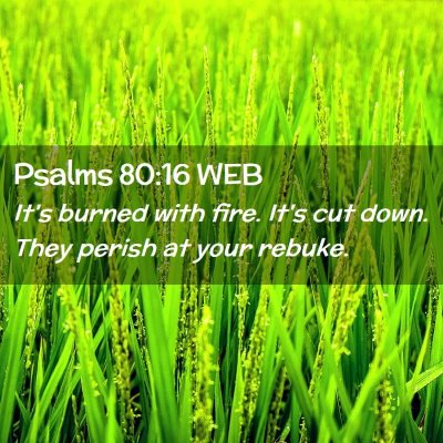 Picture 02 - Psalms 80:16 WEB - It's burned with fire. It's cut down. They perish - Bible Verse Picture
