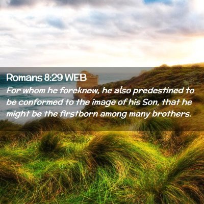 Picture 02 - Romans 8:29 WEB - For whom he foreknew, he also predestined to be - Bible Verse Picture