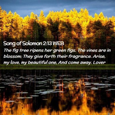 Picture 02 - Song of Solomon 2:13 WEB - The fig tree ripens her green figs. The vines are - Bible Verse Picture