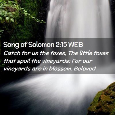 Picture 02 - Song of Solomon 2:15 WEB - Catch for us the foxes, The little foxes that - Bible Verse Picture