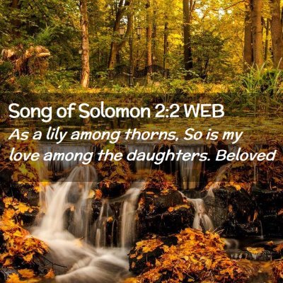 Picture 02 - Song of Solomon 2:2 WEB - As a lily among thorns, So is my love among the - Bible Verse Picture