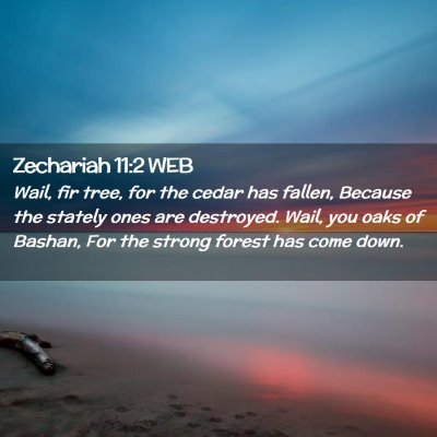 Picture 02 - Zechariah 11:2 WEB - Wail, fir tree, for the cedar has fallen, Because - Bible Verse Picture