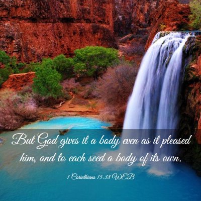 Picture 03 - 1 Corinthians 15:38 WEB - But God gives it a body even as it pleased him, - Bible Verse Picture