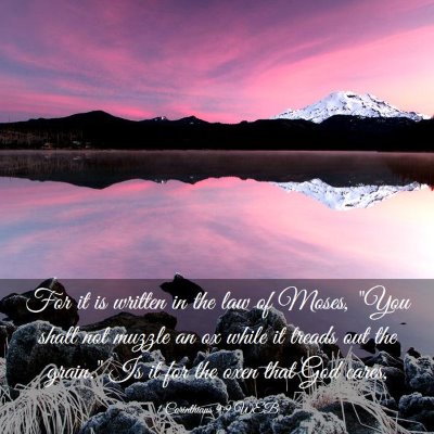 Picture 03 - 1 Corinthians 9:9 WEB - For it is written in the law of Moses, 