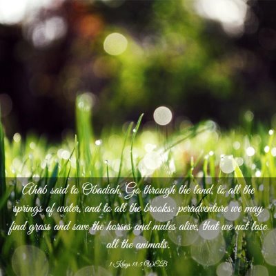 Picture 03 - 1 Kings 18:5 WEB - Ahab said to Obadiah, Go through the land, to all - Bible Verse Picture