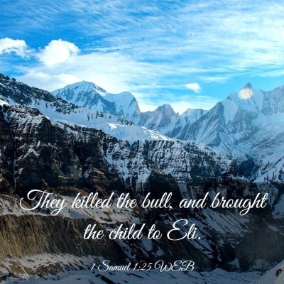 Picture 03 - 1 Samuel 1:25 WEB - They killed the bull, and brought the child to - Bible Verse Picture
