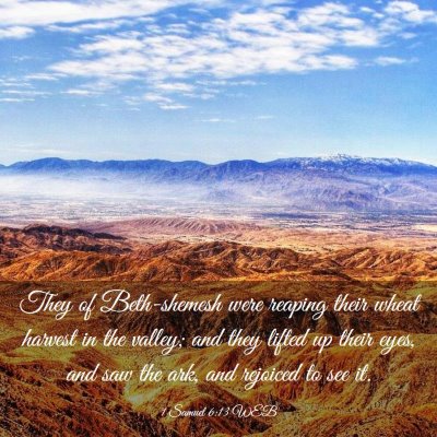 Picture 03 - 1 Samuel 6:13 WEB - They of Beth-shemesh were reaping their wheat - Bible Verse Picture