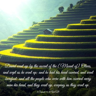 Picture 03 - 2 Samuel 15:30 WEB - David went up by the ascent of the [Mount of] - Bible Verse Picture