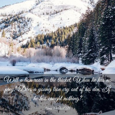 Picture 03 - Amos 3:4 WEB - Will a lion roar in the thicket, When he has no - Bible Verse Picture