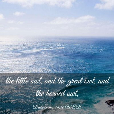 Picture 03 - Deuteronomy 14:16 WEB - the little owl, and the great owl, and the horned - Bible Verse Picture