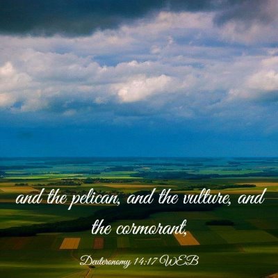 Picture 03 - Deuteronomy 14:17 WEB - and the pelican, and the vulture, and the - Bible Verse Picture