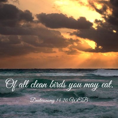 Picture 03 - Deuteronomy 14:20 WEB - Of all clean birds you may - Bible Verse Picture