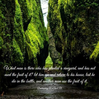 Picture 03 - Deuteronomy 20:6 WEB - What man is there who has planted a vineyard, and - Bible Verse Picture