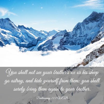 Picture 03 - Deuteronomy 22:1 WEB - You shall not see your brother's ox or his sheep - Bible Verse Picture