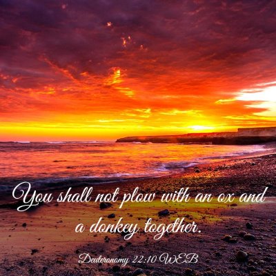 Picture 03 - Deuteronomy 22:10 WEB - You shall not plow with an ox and a donkey - Bible Verse Picture