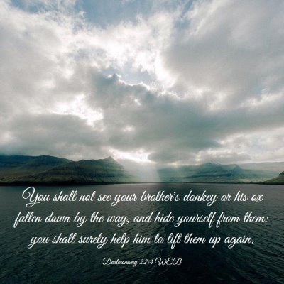 Picture 03 - Deuteronomy 22:4 WEB - You shall not see your brother's donkey or his ox - Bible Verse Picture