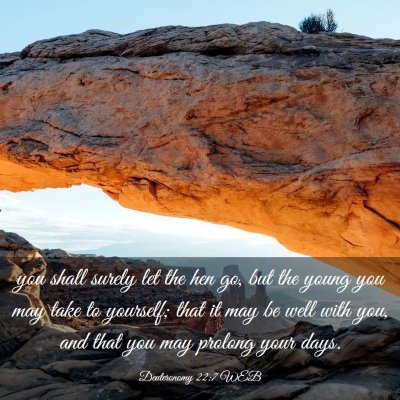 Picture 03 - Deuteronomy 22:7 WEB - you shall surely let the hen go, but the young - Bible Verse Picture
