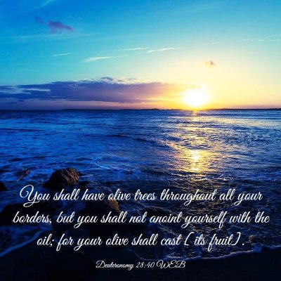 Picture 03 - Deuteronomy 28:40 WEB - You shall have olive trees throughout all your - Bible Verse Picture