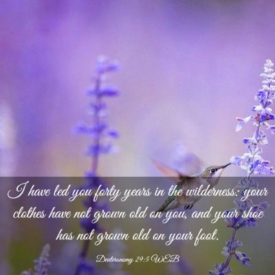 Picture 03 - Deuteronomy 29:5 WEB - I have led you forty years in the wilderness: - Bible Verse Picture