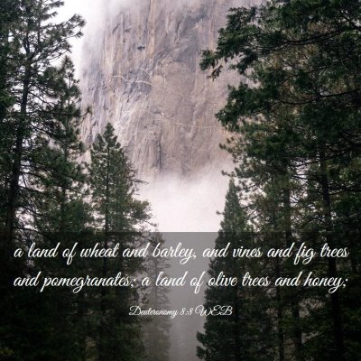 Picture 03 - Deuteronomy 8:8 WEB - a land of wheat and barley, and vines and fig - Bible Verse Picture