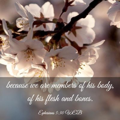 Picture 03 - Ephesians 5:30 WEB - because we are members of his body, of his flesh - Bible Verse Picture