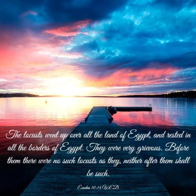 Picture 03 - Exodus 10:14 WEB - The locusts went up over all the land of Egypt, - Bible Verse Picture
