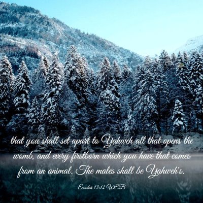 Picture 03 - Exodus 13:12 WEB - that you shall set apart to Yahweh all that opens - Bible Verse Picture