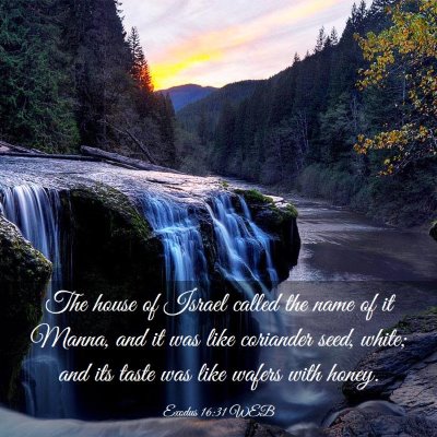 Picture 03 - Exodus 16:31 WEB - The house of Israel called the name of it Manna, - Bible Verse Picture