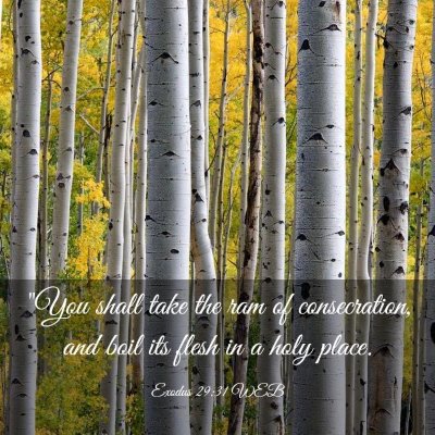 Picture 03 - Exodus 29:31 WEB - 