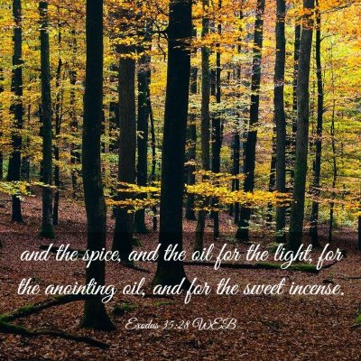 Picture 03 - Exodus 35:28 WEB - and the spice, and the oil for the light, for the - Bible Verse Picture