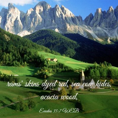 Picture 03 - Exodus 35:7 WEB - rams' skins dyed red, sea cow hides, acacia - Bible Verse Picture