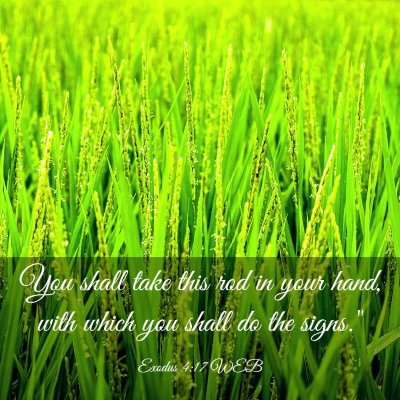 Picture 03 - Exodus 4:17 WEB - You shall take this rod in your hand, with which - Bible Verse Picture