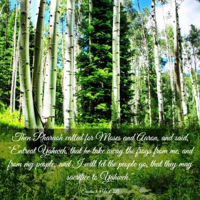 Picture 03 - Exodus 8:8 WEB - Then Pharaoh called for Moses and Aaron, and - Bible Verse Picture