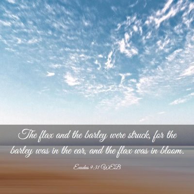Picture 03 - Exodus 9:31 WEB - The flax and the barley were struck, for the - Bible Verse Picture