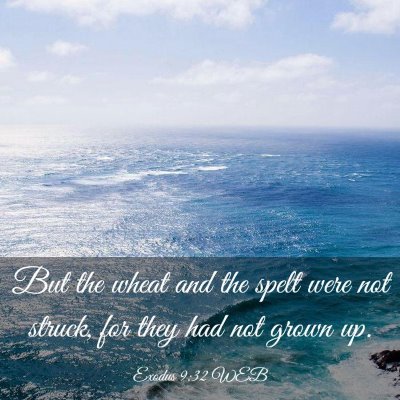 Picture 03 - Exodus 9:32 WEB - But the wheat and the spelt were not struck, for - Bible Verse Picture
