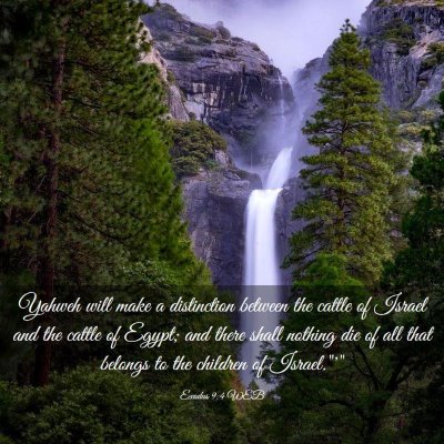 Picture 03 - Exodus 9:4 WEB - Yahweh will make a distinction between the cattle - Bible Verse Picture