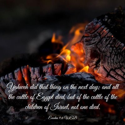 Picture 03 - Exodus 9:6 WEB - Yahweh did that thing on the next day; and all - Bible Verse Picture