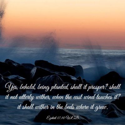 Picture 03 - Ezekiel 17:10 WEB - Yes, behold, being planted, shall it prosper? - Bible Verse Picture