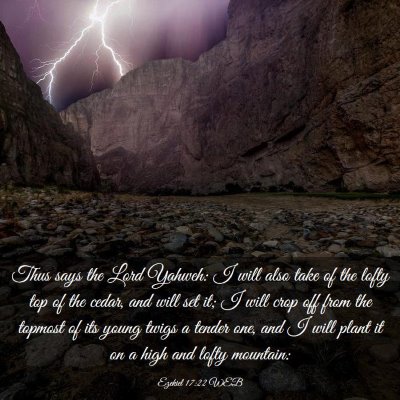 Picture 03 - Ezekiel 17:22 WEB - Thus says the Lord Yahweh: I will also take of - Bible Verse Picture