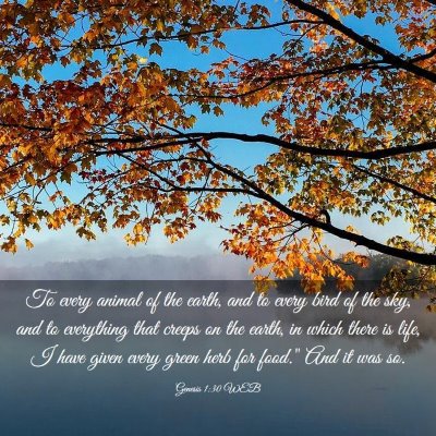 Picture 03 - Genesis 1:30 WEB - To every animal of the earth, and to every bird - Bible Verse Picture